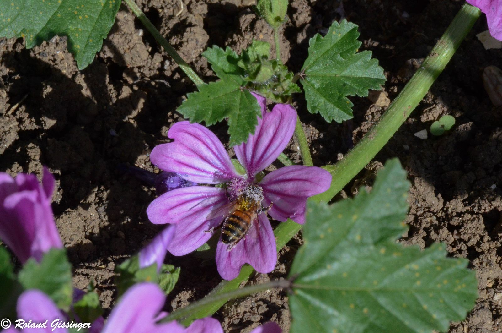 Mauve sauvage, Mauve sylvestre, Grande mauve (Malva sylvatica)