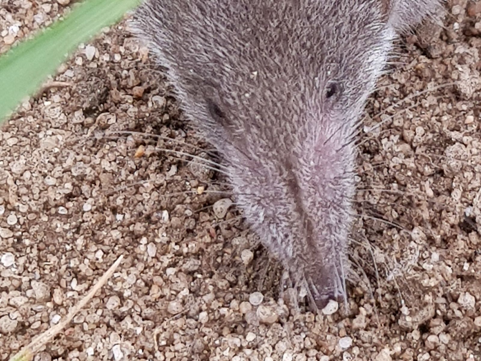 Photo Gilles Weiskircher (Anab)