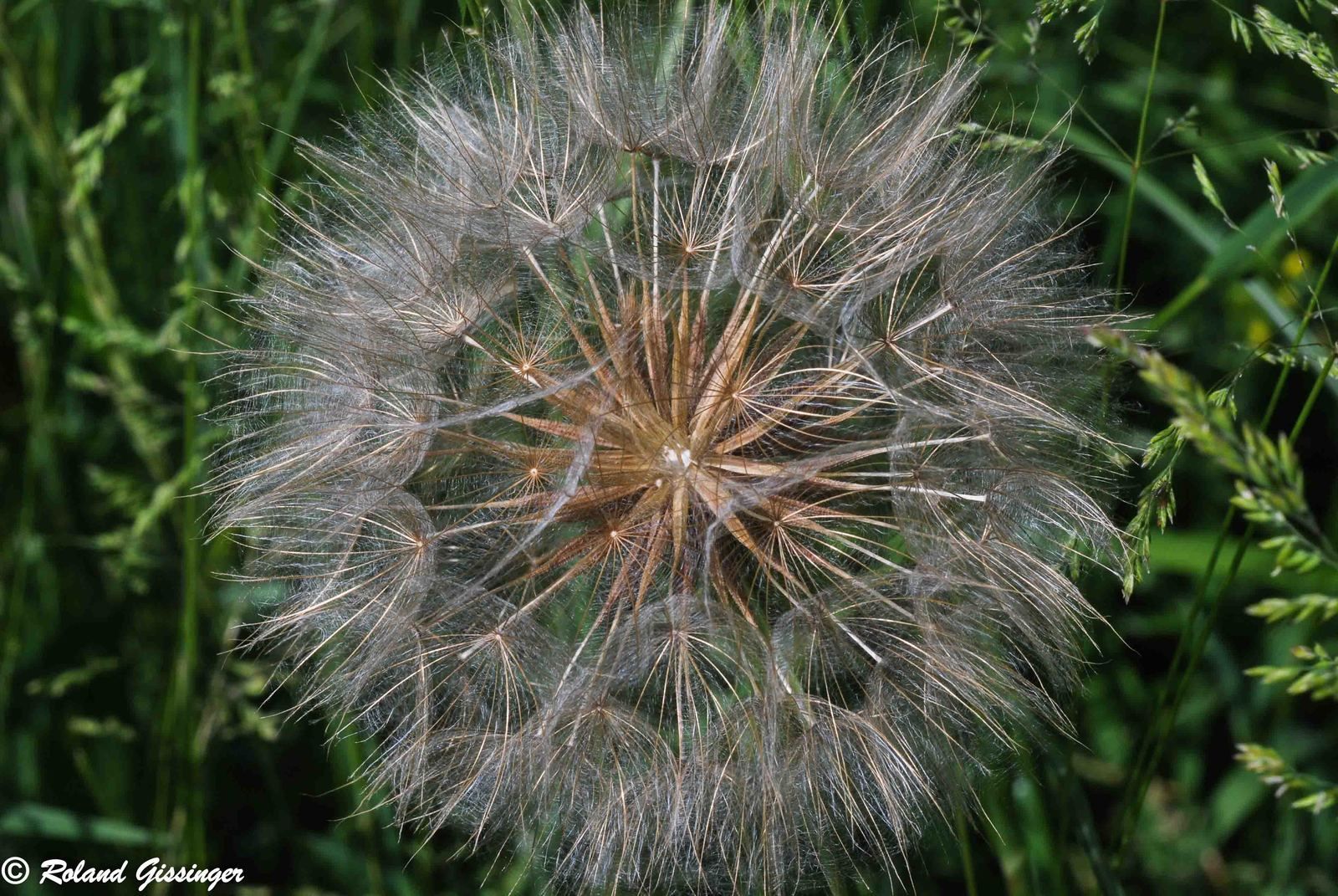 Akènes de Salsifis d'Orient (Tragopogon pratensis subsp. orientalis)