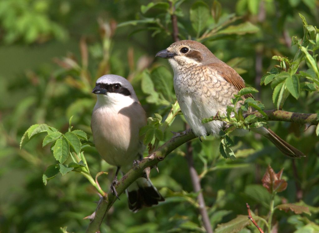 Piegrièche écorcheur ANAB Association Nature Alsace Bossue