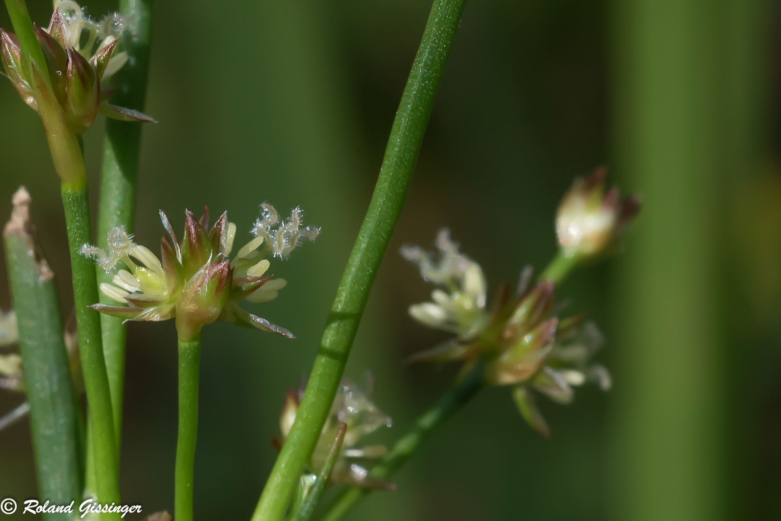 Fleurs et capsules du Jonc articulé, Jonc à fruits luisants, Jonc à fruits brillants (Juncus articulatus)