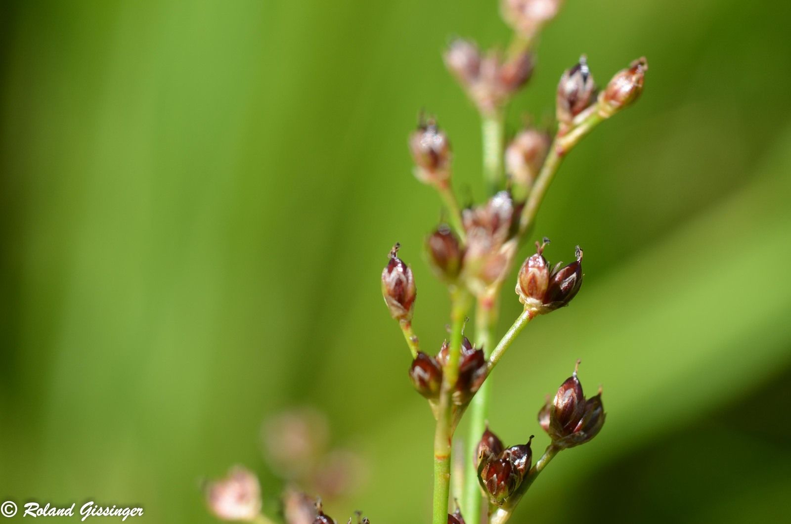Fleurs et capsules du Jonc articulé, Jonc à fruits luisants, Jonc à fruits brillants (Juncus articulatus)