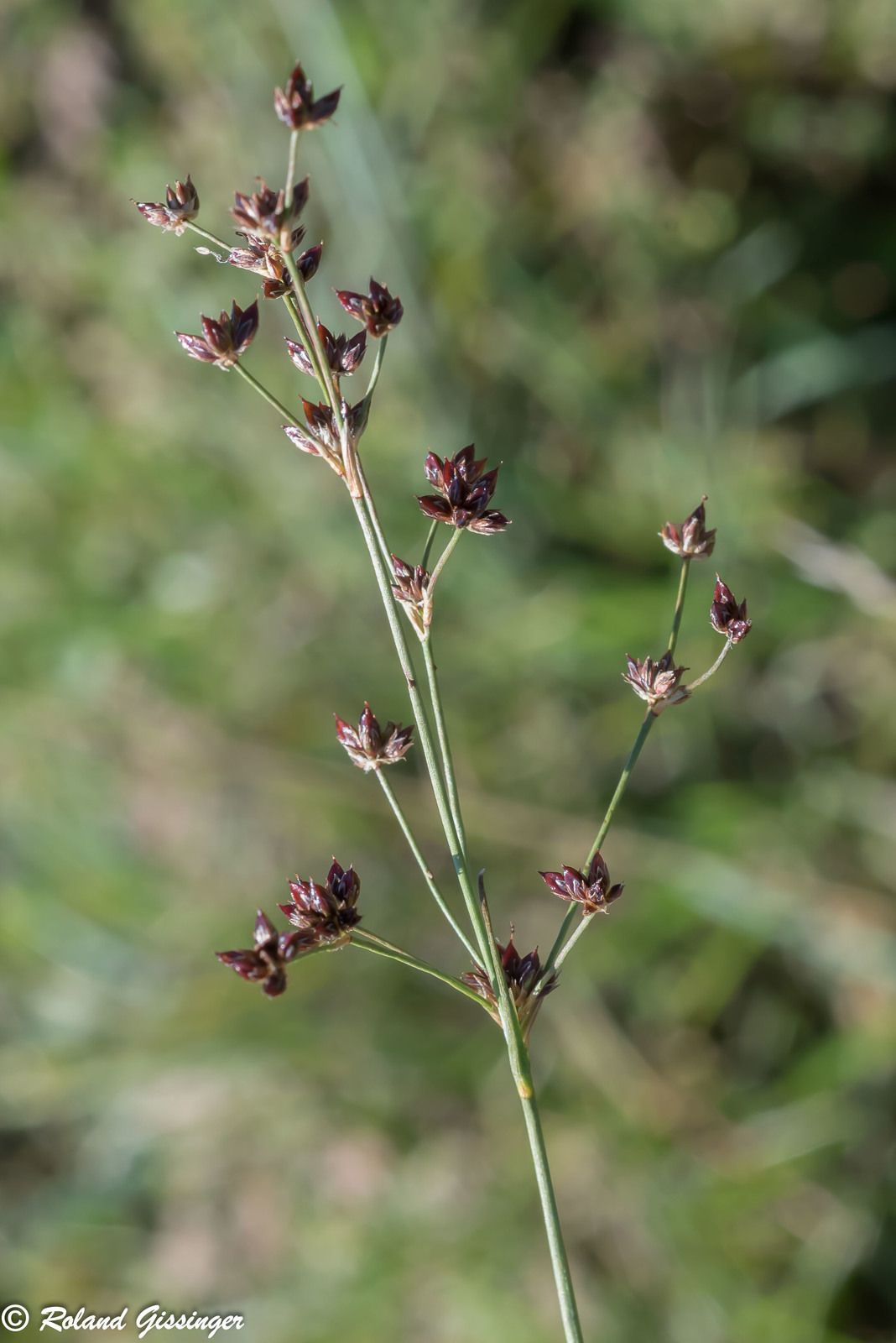 Fleurs et capsules du Jonc articulé, Jonc à fruits luisants, Jonc à fruits brillants (Juncus articulatus)