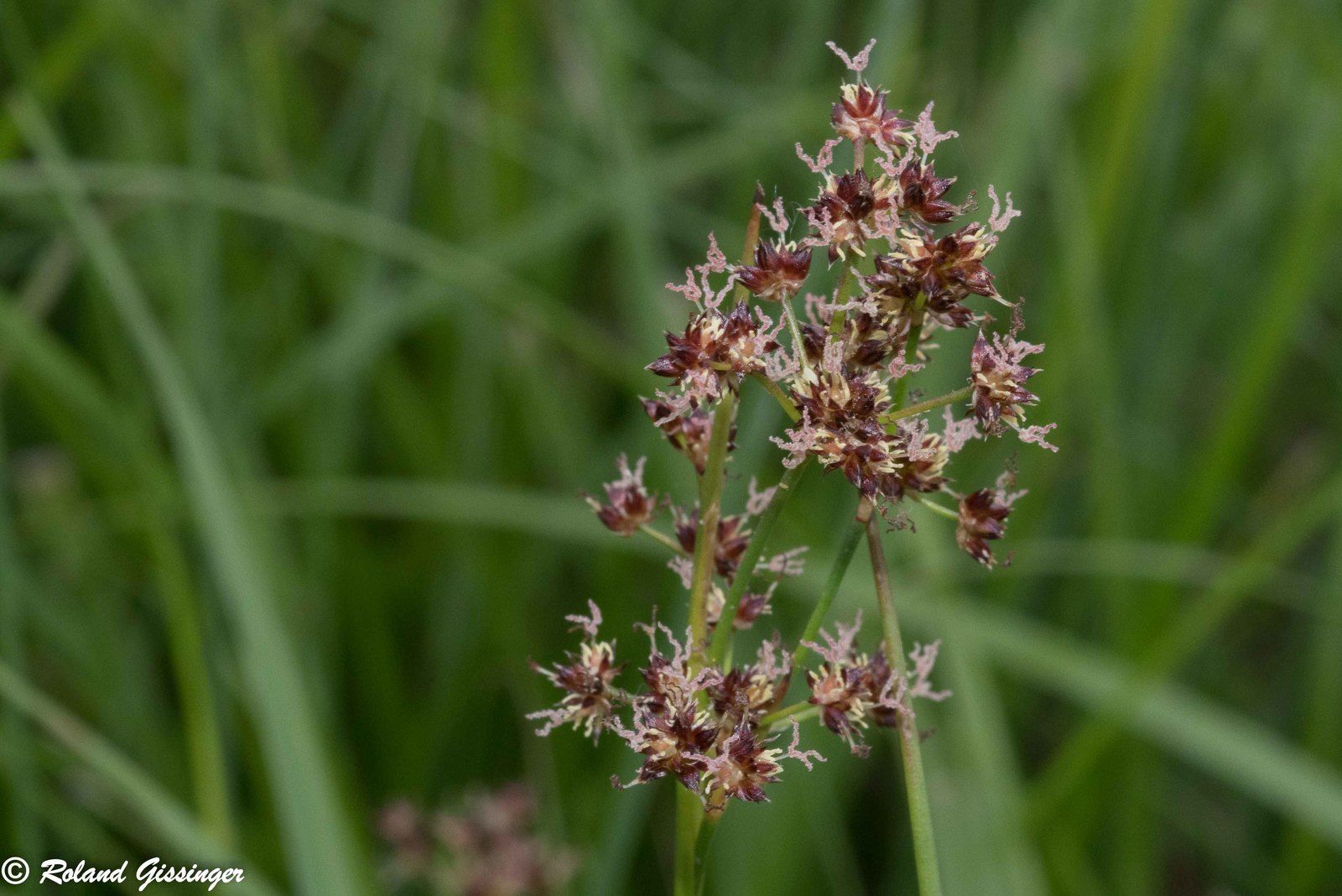 Jonc articulé, Jonc à fruits luisants, Jonc à fruits brillants (Juncus articulatus)