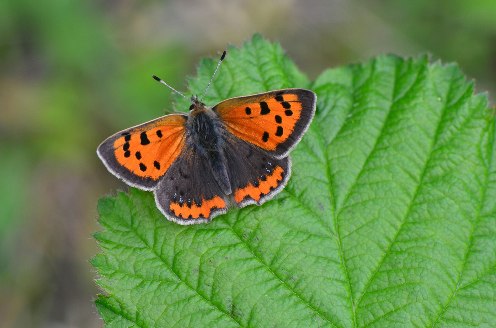 Le Cuivré commun (ou Argus bronzé ou Bronzé - ANAB Association Nature  Alsace Bossue