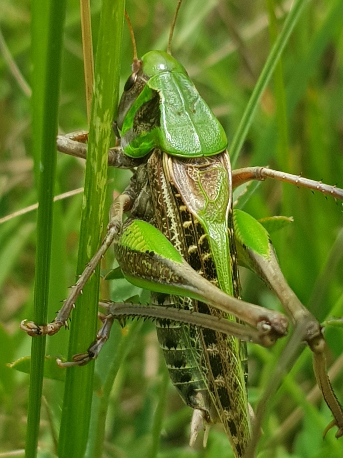 Dectique verrucivore (Decticus verrucivorus) - Photos: Gilles Weiskircher (Anab)