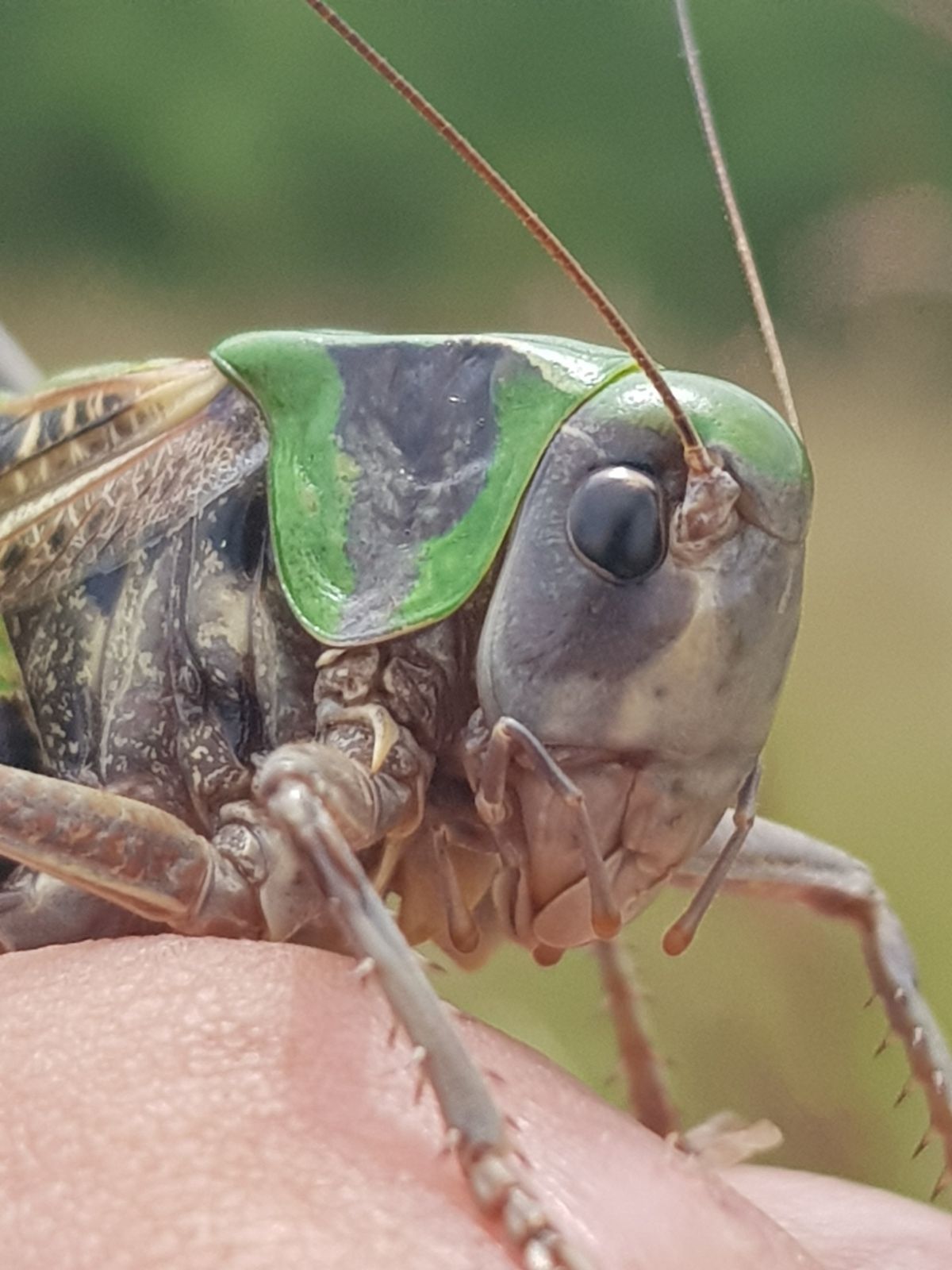 Dectique verrucivore (Decticus verrucivorus) - Photos: Gilles Weiskircher (Anab)