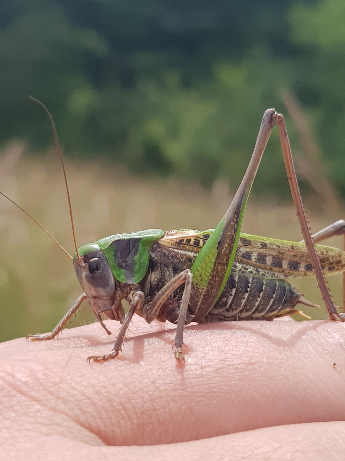 Dectique verrucivore (Decticus verrucivorus) - Photos: Gilles Weiskircher (Anab)