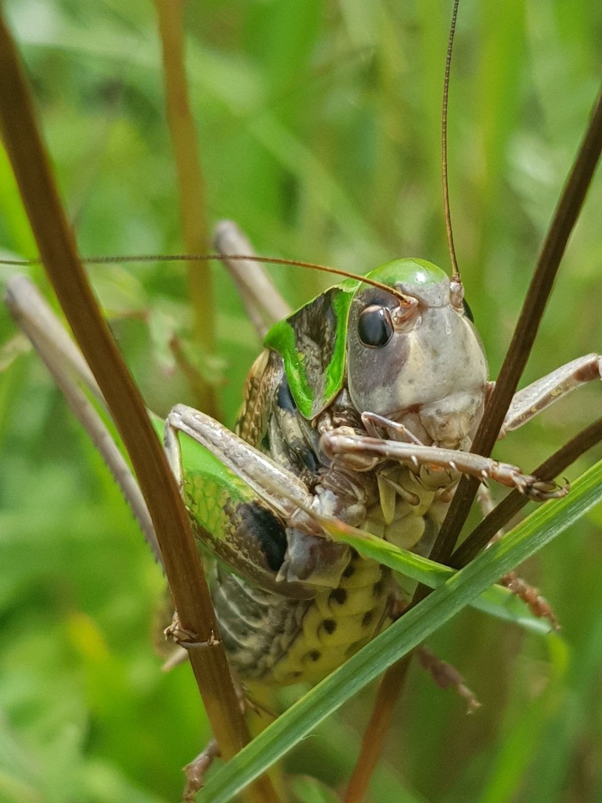 Dectique verrucivore (Decticus verrucivorus) - Photos: Gilles Weiskircher (Anab)