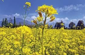 " Le royaume de Dieu est comme une graine de mourtarde. Quand on la sème en terre, elle est la plus petite de toutes les semences. Mais quand on l’a semée, elle grandit et dépasse toutes les plantes potagères." (Marc 4, 30-32)