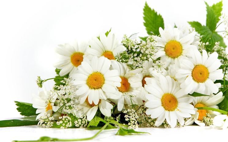 Camomilla Anthemis spp. e Matricaria spp Antica pianta, già conosciuta e apprezzata per le sue proprietà terapeutiche dagli Egizi e dai Greci, la camomilla è la più nota fra le erbe della nonna, ancora oggi usata abitualmente sotto forma di tisana, per la sua blanda azione sedativa e antispasmodica, per conciliare il sonno, in particolare dei bambini