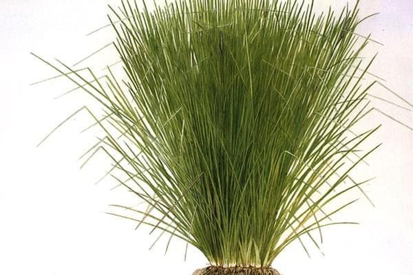 Olio Di Vetiver Olio Essenziale Vetiveria zizanioides Rilassante e confortante. Usato nella cura della pelle e considerato utile quando applicato su acne, irritazioni, pelle grassa o secca. Se usato nel massaggio può aiutare a dare sollievo da rigidità, dolori muscolari e articolari. Quando vaporizzato nell’ambiente, la sua fragranza aiuta a favorire il sonno e diminuire la tensione nervosa. Si combina bene con: bergamotto, gelsomino, geranio, lavanda, limone, lemongrass e benzoino. Liquido denso il cui colore può variare dal marrone chiaro a scuro, con un odore fresco, dolce e resinoso. Data la densità del Vetiver, consigliamo di scaldare la bottiglia tra le mani prima dell’uso per favorirne l’uscita dalla bottiglia.
