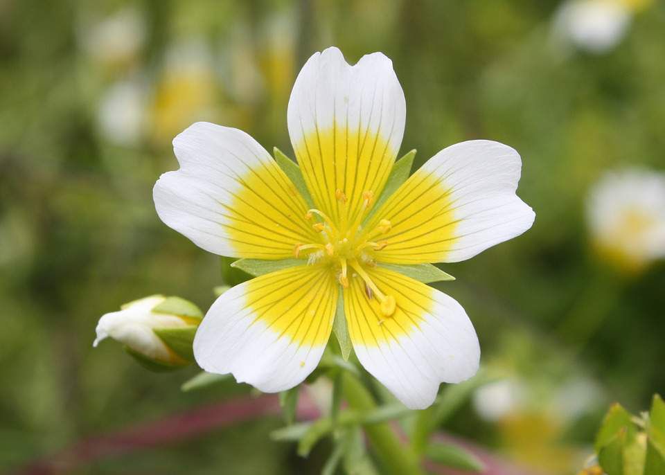 Proprio come l'olio di jojoba, l'olio di semi di meadowfoam ha una composizione molto simile al sebo naturale e ciò significa che viene assorbito molto facilmente nella pelle. Quando si utilizza l'olio sulla pelle, si blocca in umidità e aiuta gli altri ingredienti a penetrare in profondità nella pelle pure. Per questo motivo è buono da usare come l'olio vettore con i tuoi oli essenziali preferiti.