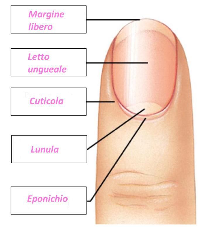 lamina ungueale, la radice, la matrice,la lunula,la cuticola, il perionichio, rinforzante unghie homemade, con ingredienti naturali