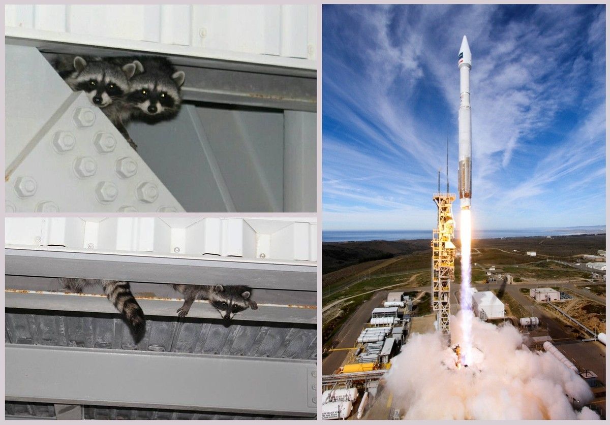 Lancement - satellite WorldView-4 - Atlas 5 - Ratons laveurs - Racoons - ULA - VAFB - DigitalGlobe