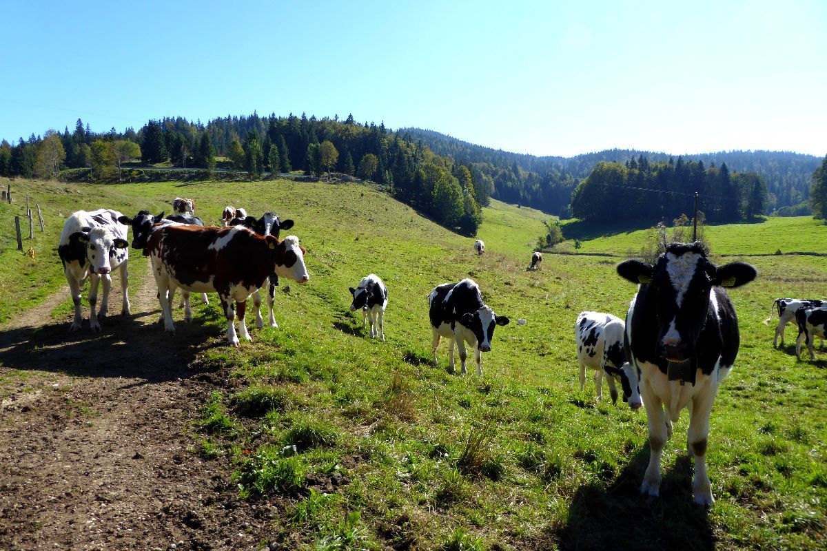Les vaches Suisse ressemblent étrangement aux Françaises