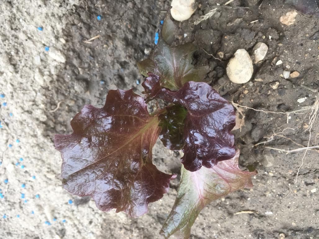 En direct du Jardin !