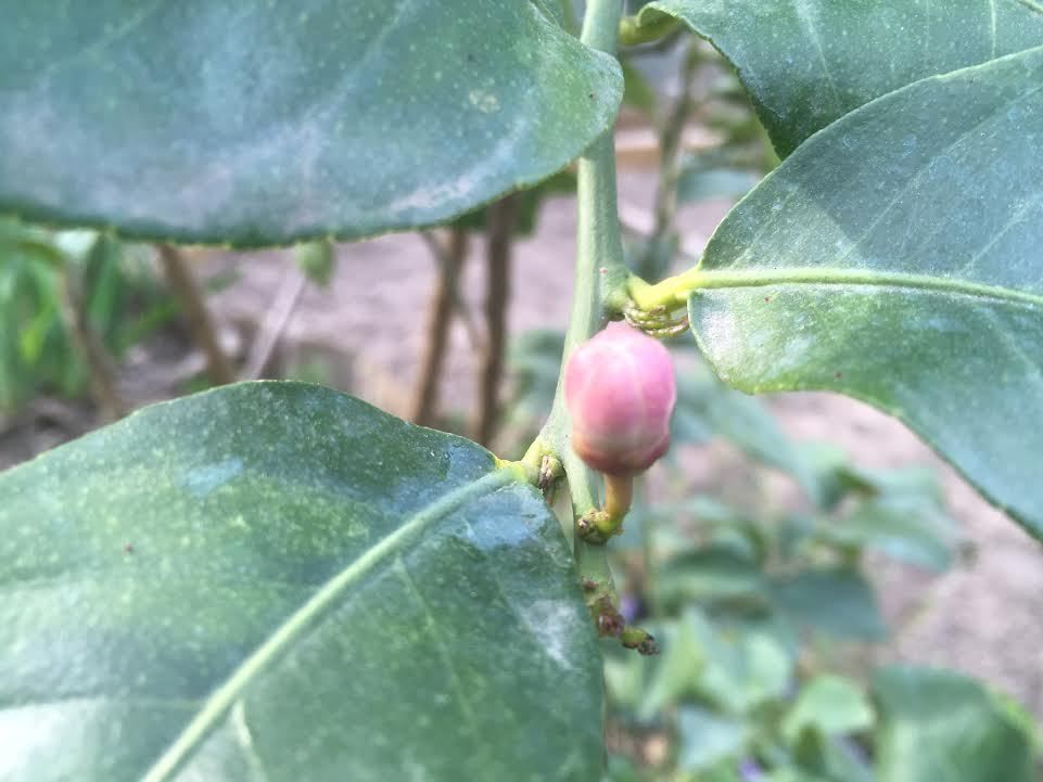 En direct du Jardin !