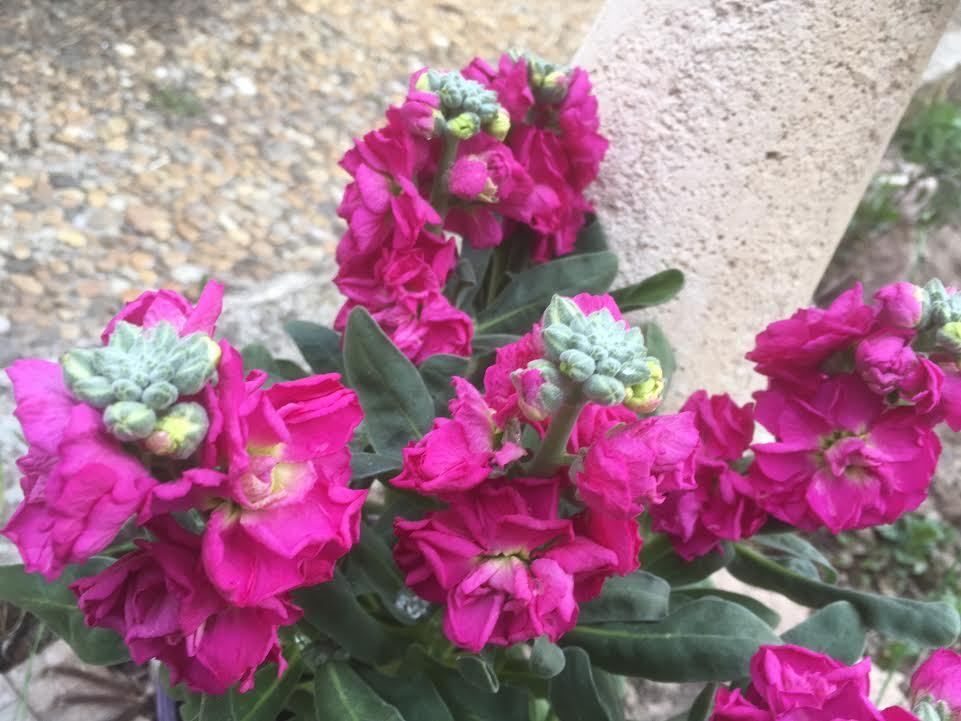 En direct du Jardin !