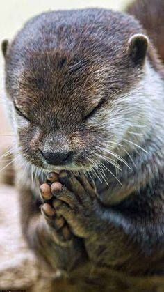 Bonne nuit polaire à tous !