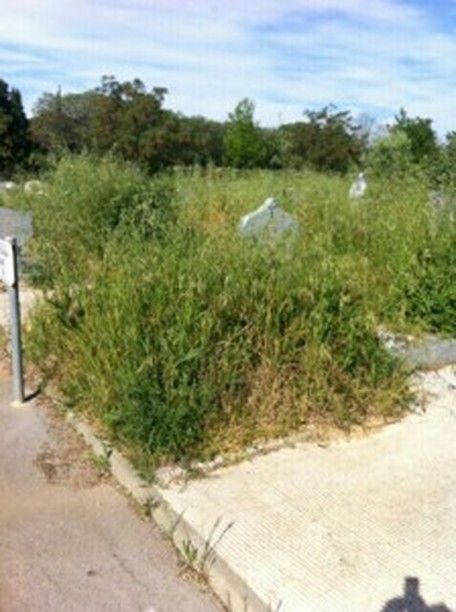 Montpellier : 300 tombes de Harkis sous les herbes folles 
