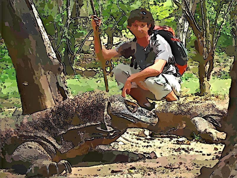 Gros varans à Komodo