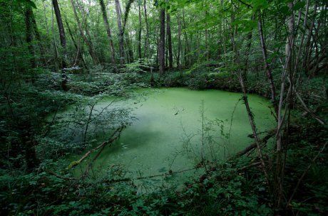 Photo : Hugo Clément CC