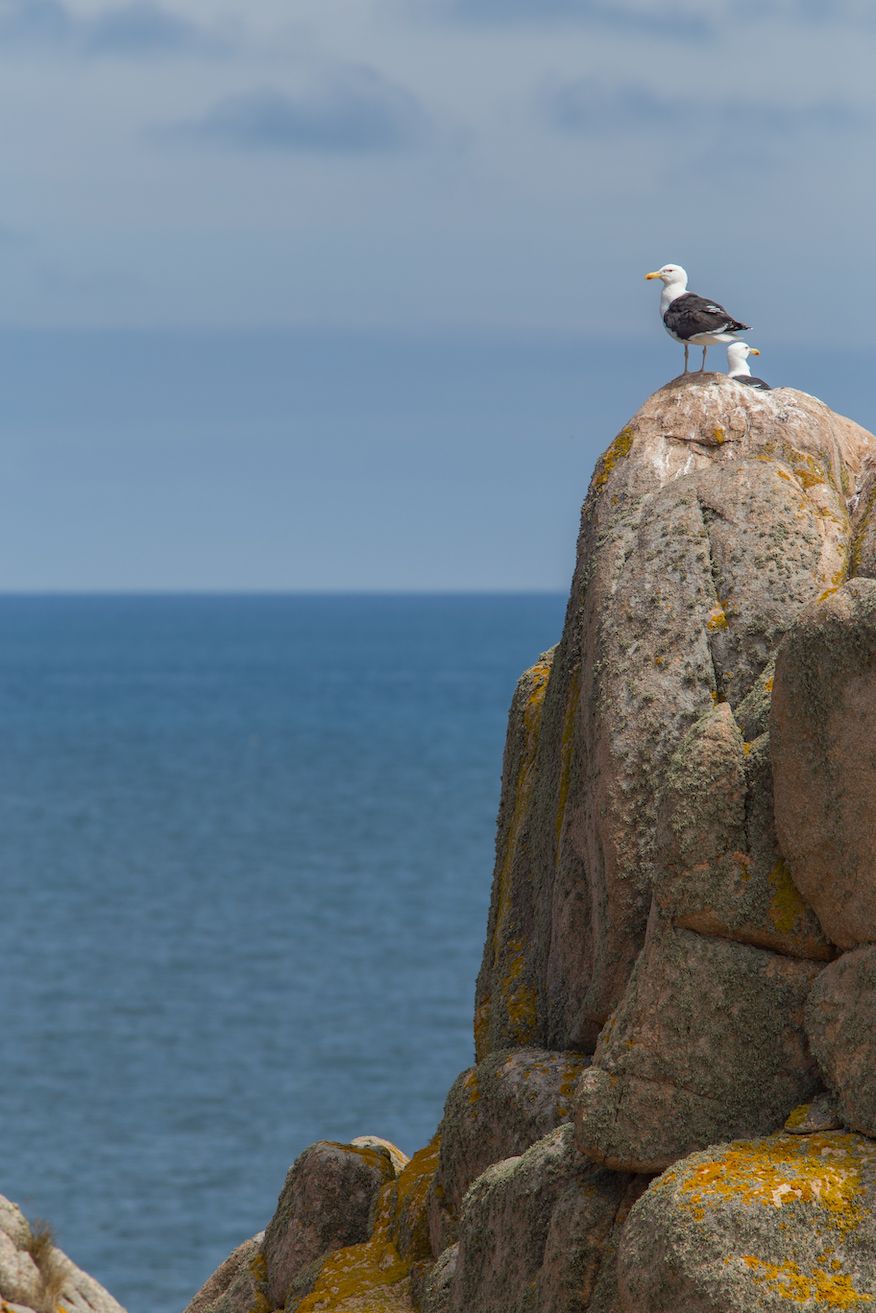 Goéland argenté et marins