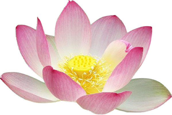 De La Boue Emerge Un Lotus Citations Reflexions Le Blog De Domi De La Boue Emerge Un Lotus Citations Reflexions Le Blog De Domi