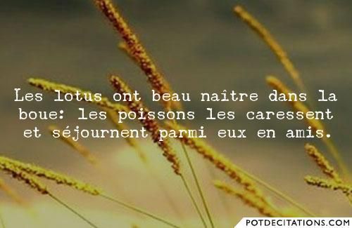 De La Boue Emerge Un Lotus Citations Reflexions Le Blog De Domi De La Boue Emerge Un Lotus Citations Reflexions Le Blog De Domi