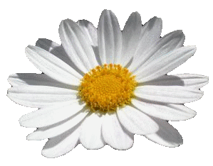 La Marguerite Et Sa Féérie Son Symbolisme Son Nombre Dor