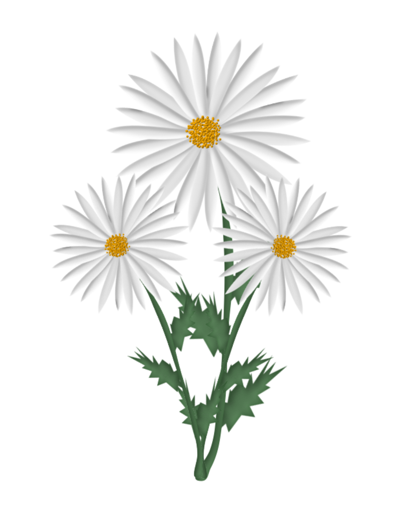 La Marguerite Et Sa Féérie Son Symbolisme Son Nombre Dor