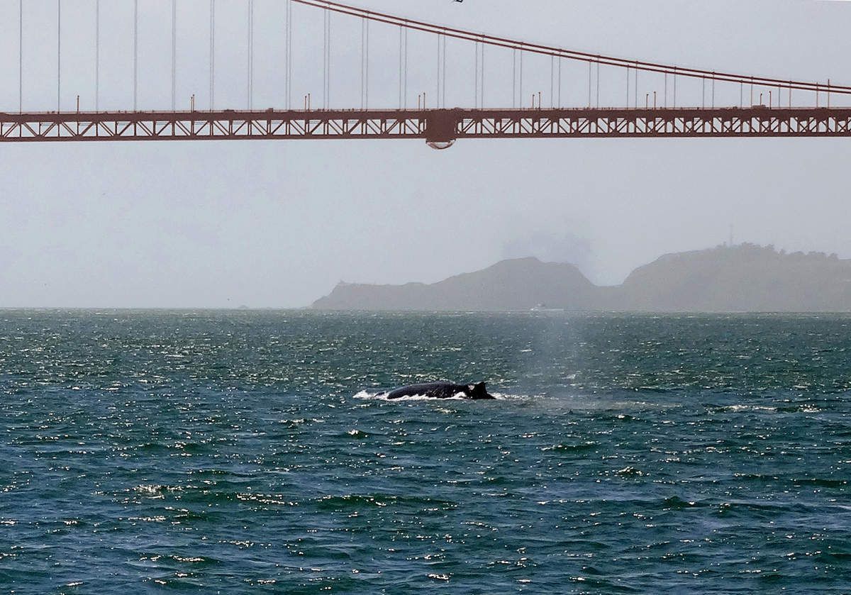 San Francisco Whale tour