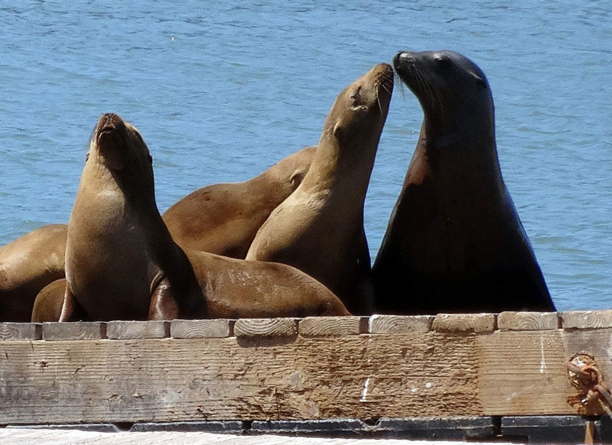 San Francisco otaries