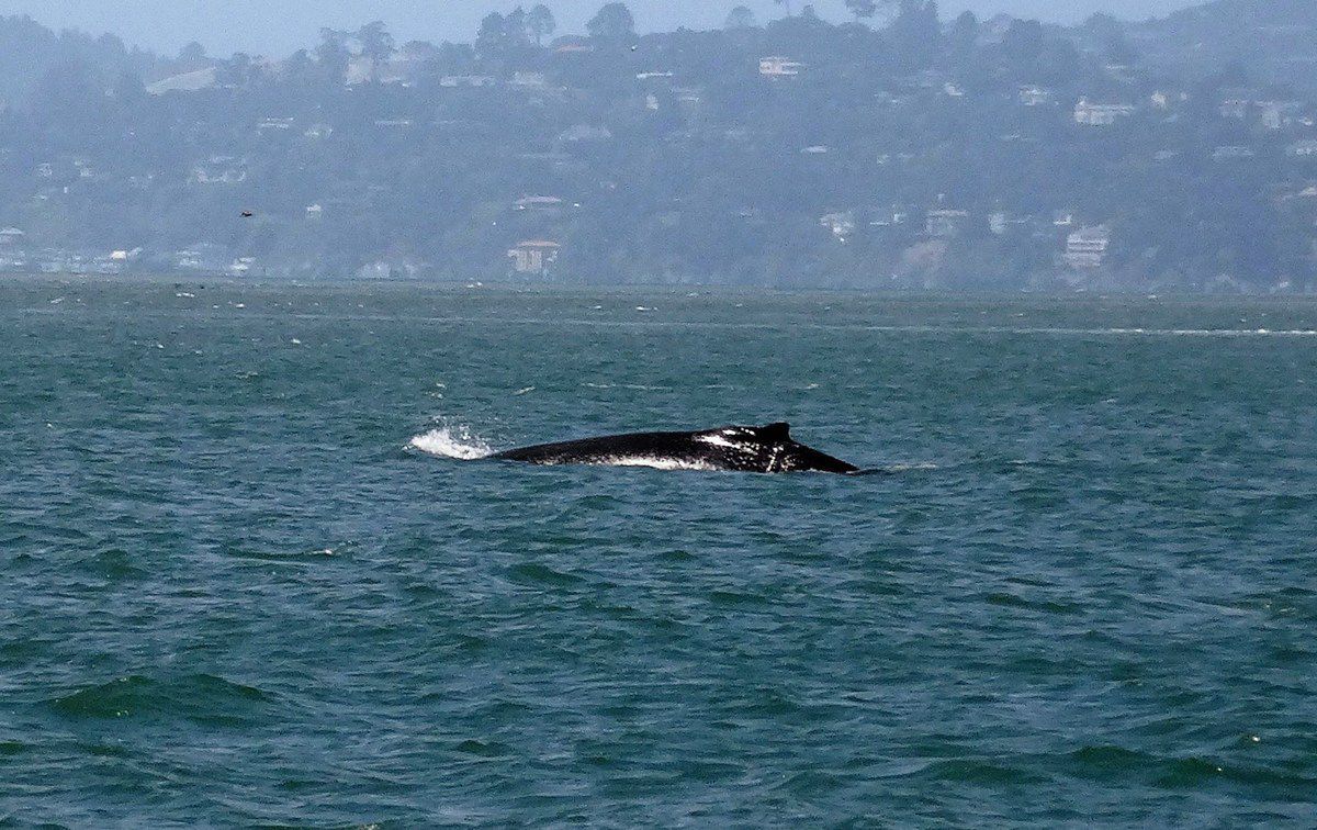 San Francisco Whale tour