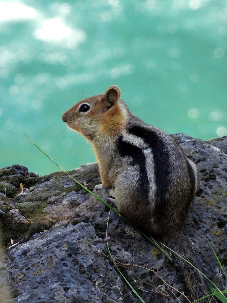 McCloud River Falls Chipmunk