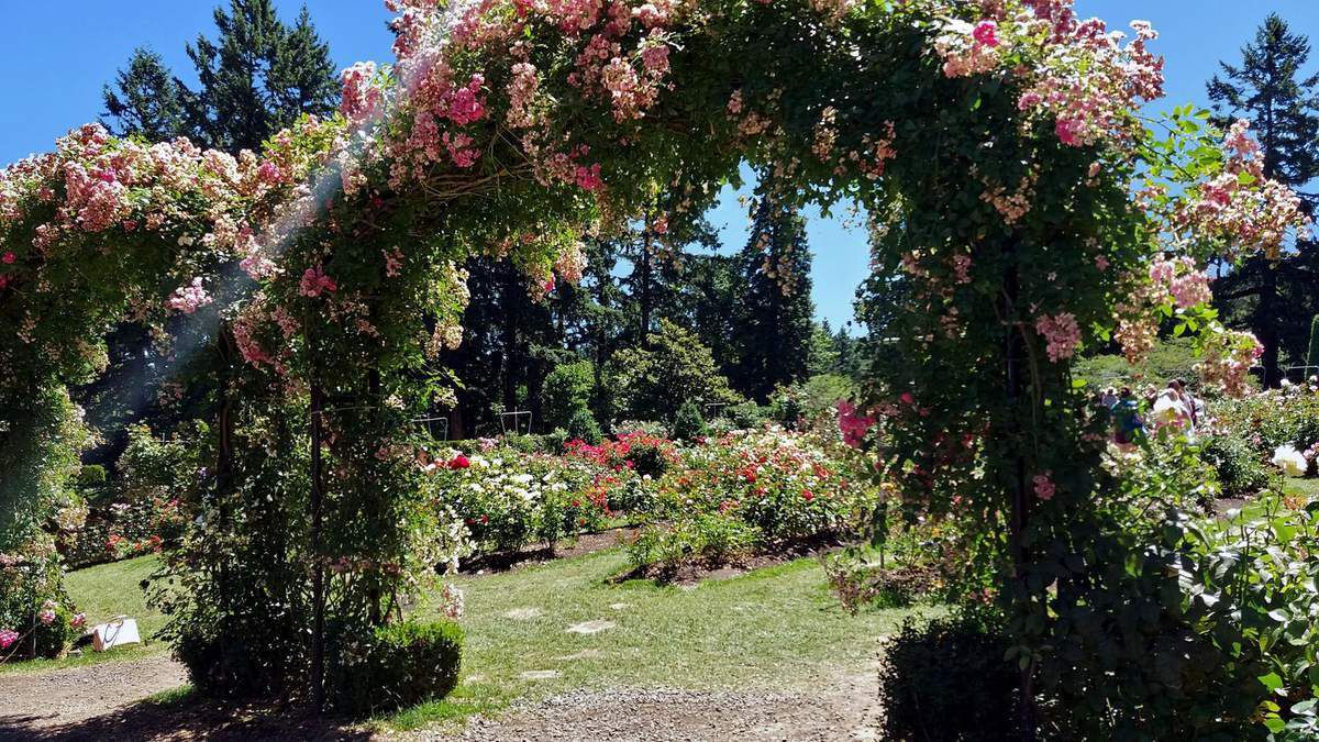 Portland Washington park International Rose Test garden