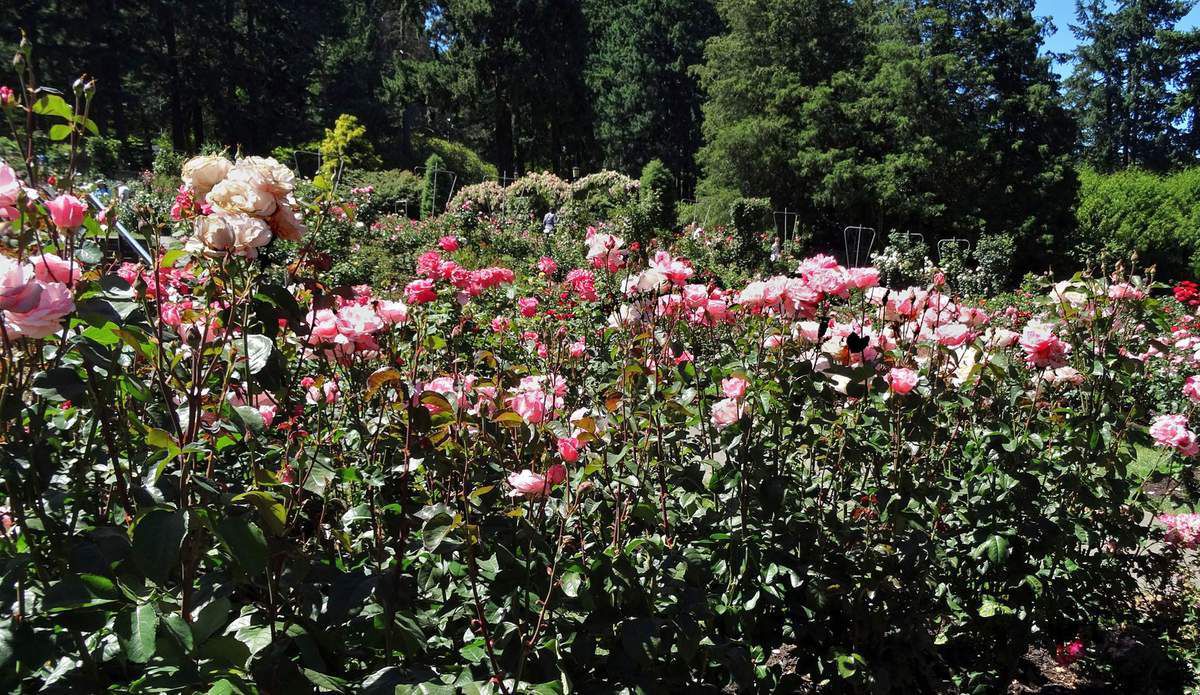 Portland International Rose Test Garden