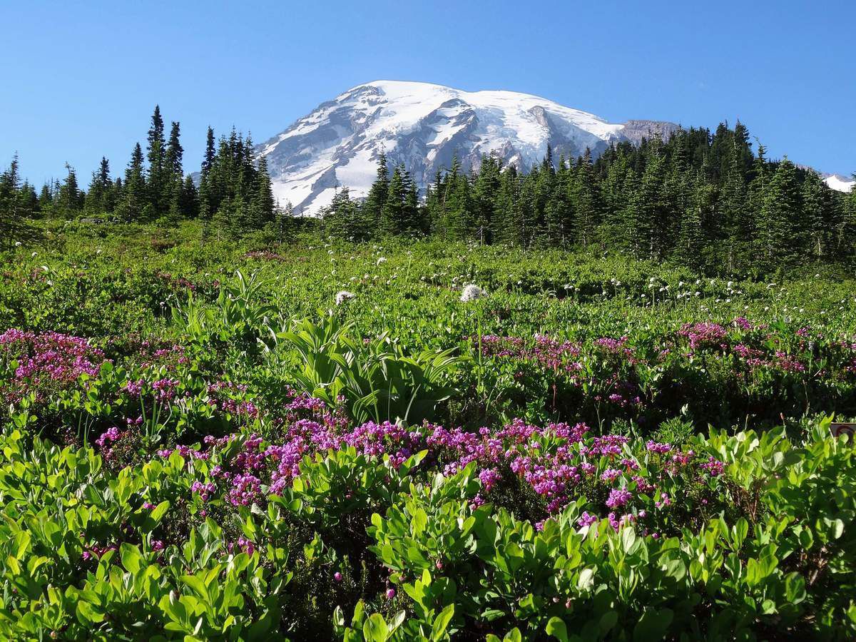 Mont Rainier Paradise