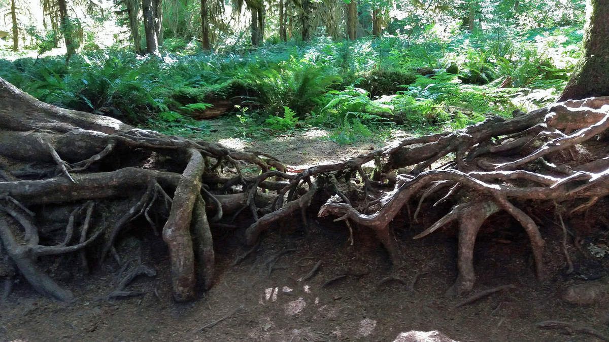 Olympic National Park Trail Hall of Mosses