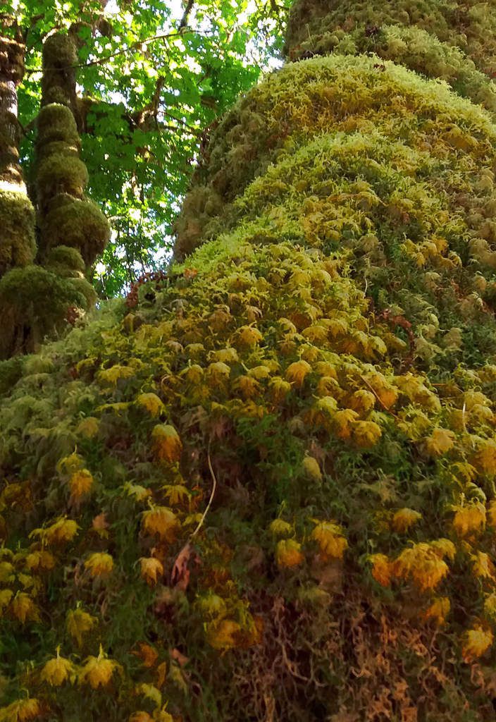 Olympic National Park Hoh Rainforest Hall of Mosses