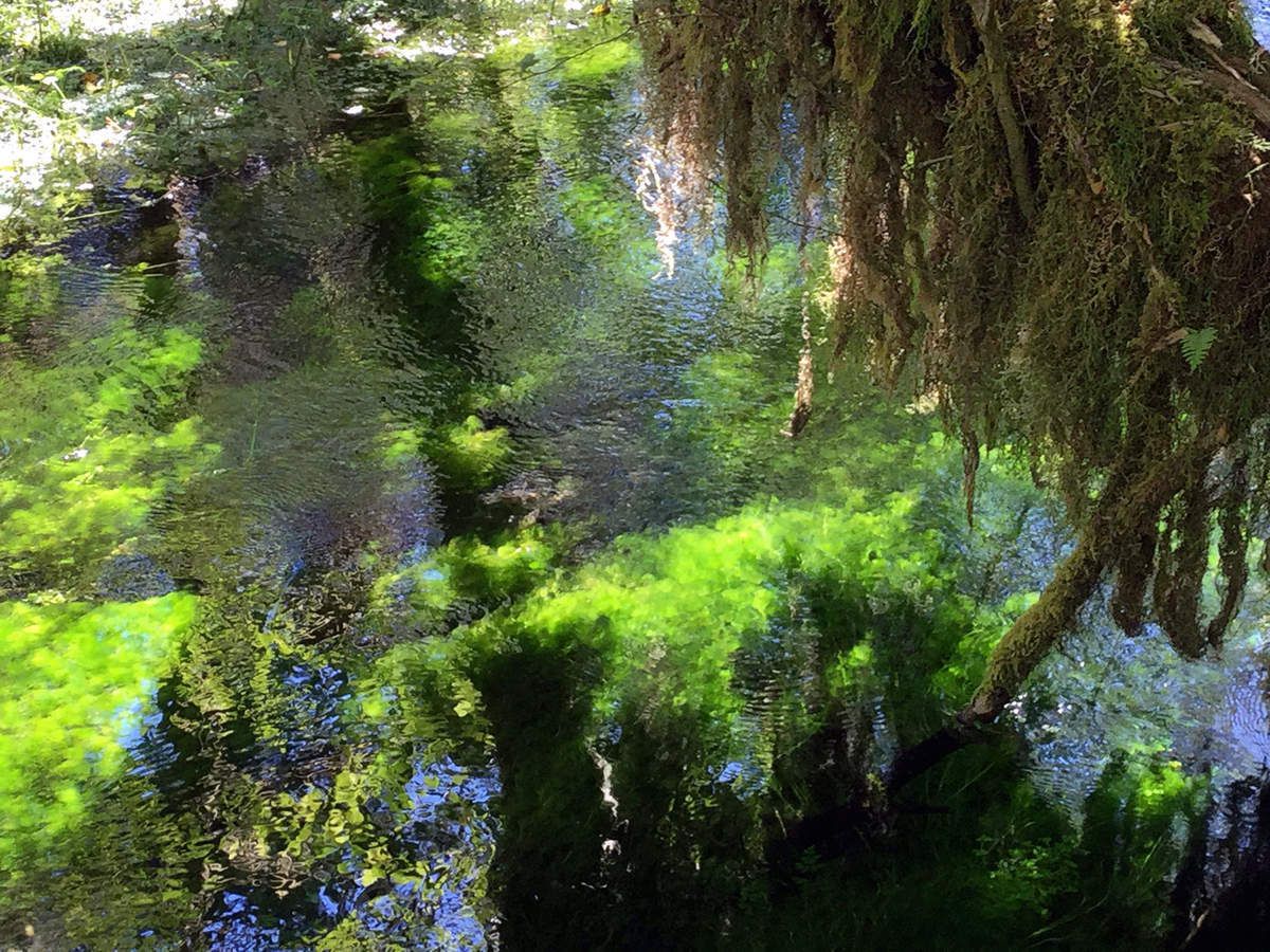 Olympic National Park Hoh Rainforest Hall of Mosses