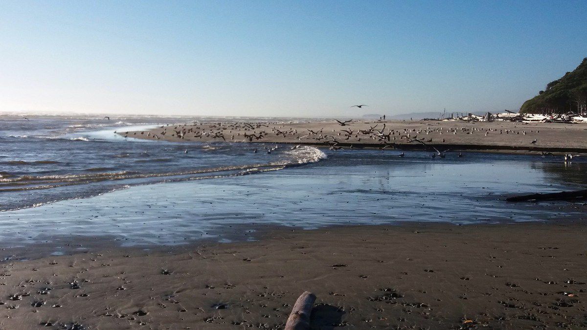 Olympic National Park Kalaloch Beach