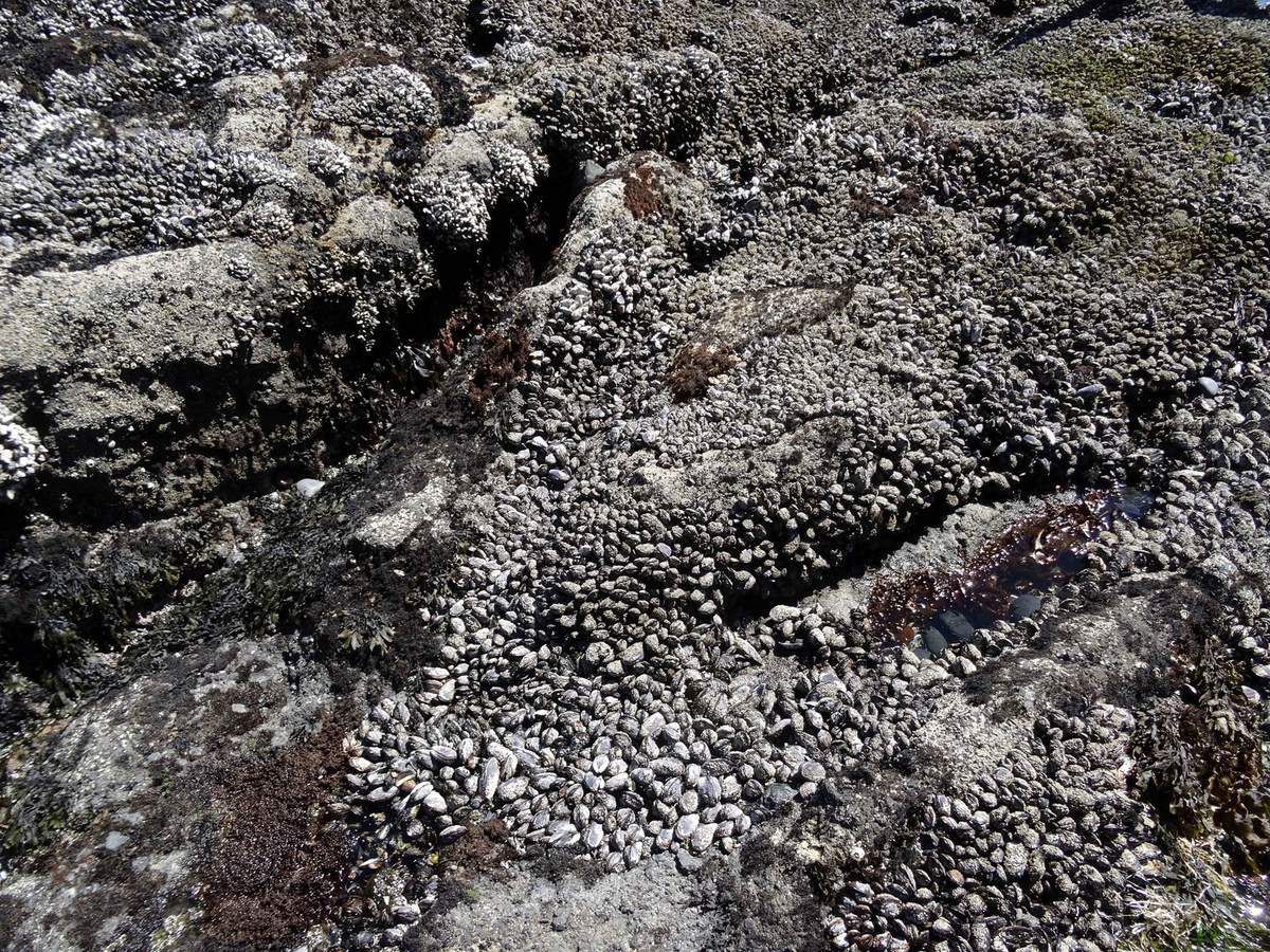 Oregon Coast Cobble beach