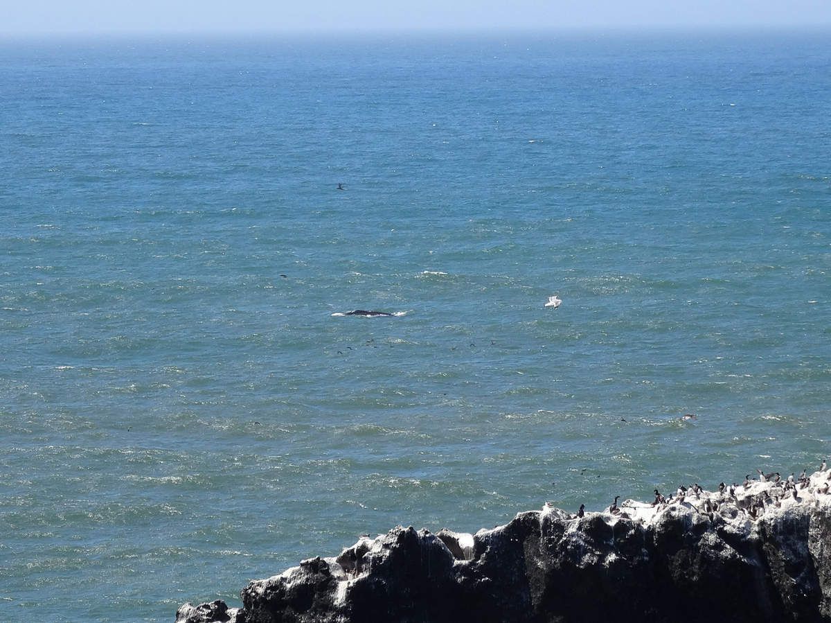 Oregon Coast Yaquina Head baleine