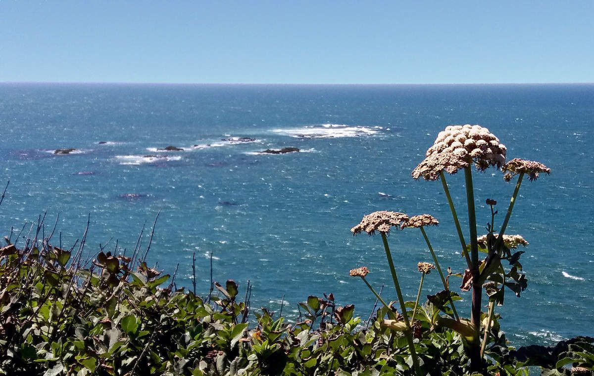 Oregon Coast