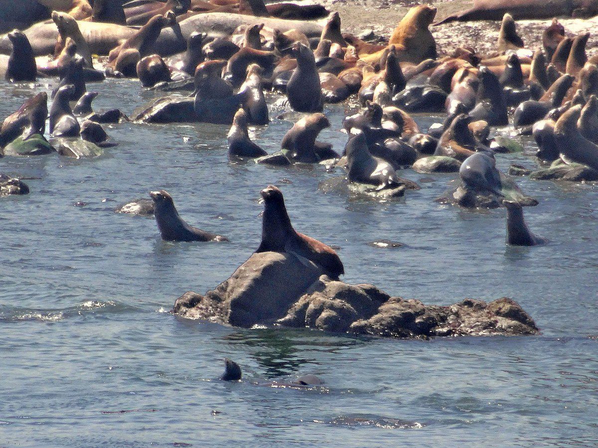 Cape Arago phoques