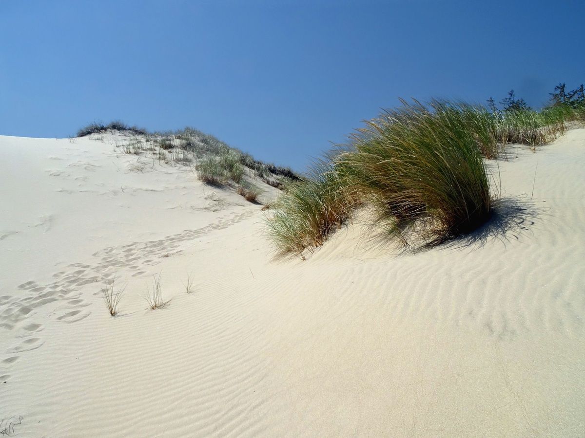 Oregon Dunes