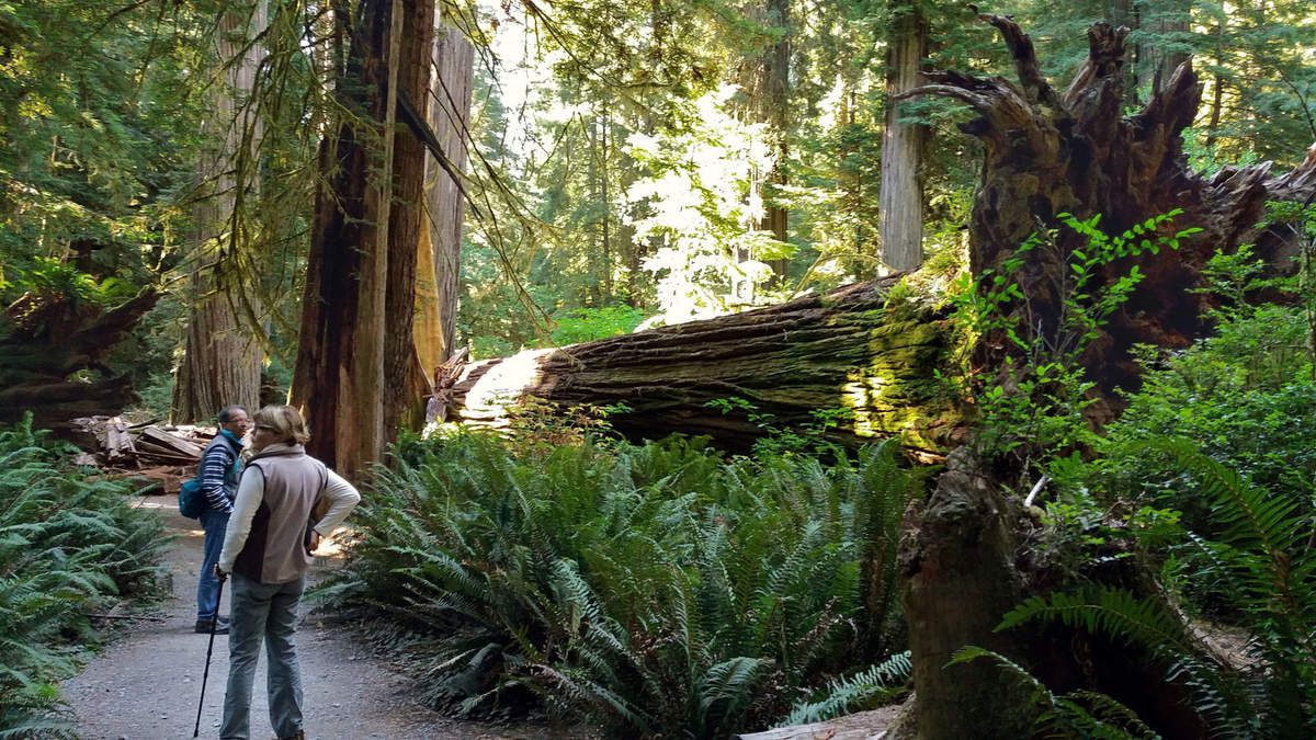 Jedediah Smith Redwoods Simpson Reed trail