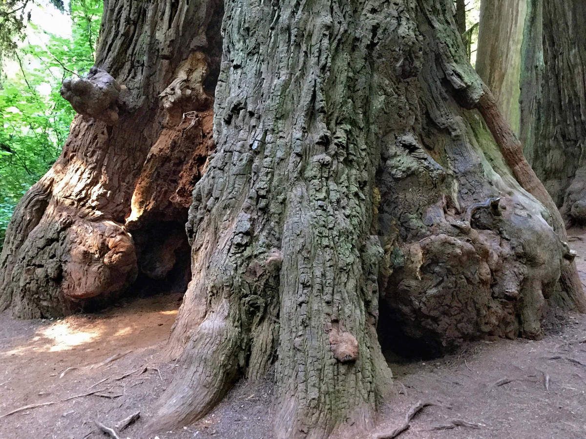 Jedediah Smith Redwoods Simpson Reed trail